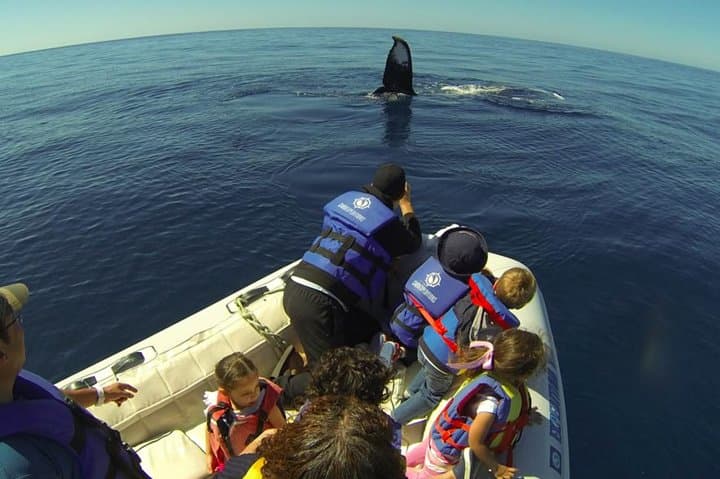 Zodiac Whale-Watching Adventure in Los Cabos: Up-Close Tours from Cabo San Lucas photo 2