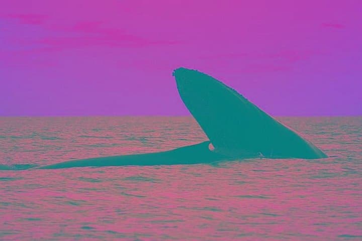 Whale Songs at Sunset: Zodiac Cruise in Los Cabos with Hydrophone photo 1