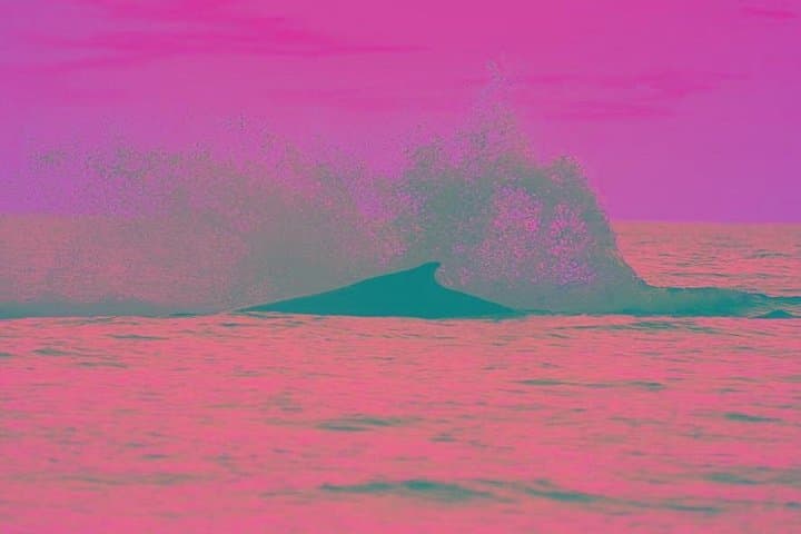 Whale Songs at Sunset: Zodiac Cruise in Los Cabos with Hydrophone photo 3