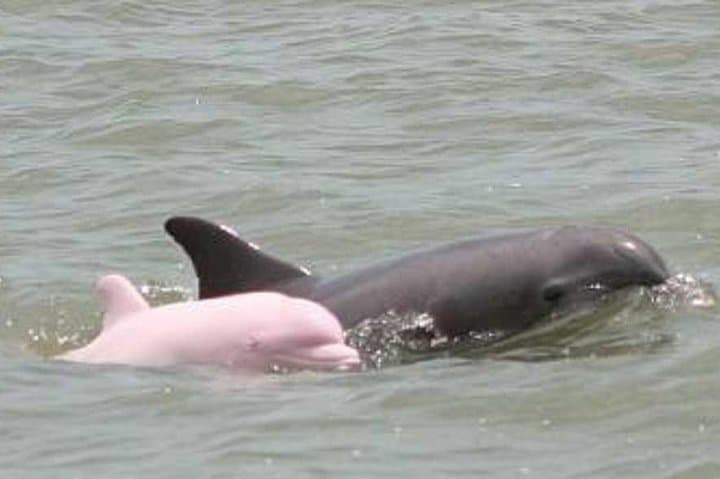 4-Day Amazon Wildlife Expedition in Pacaya-Samiria: Pink Dolphins, Night Walks & Jungle Camping