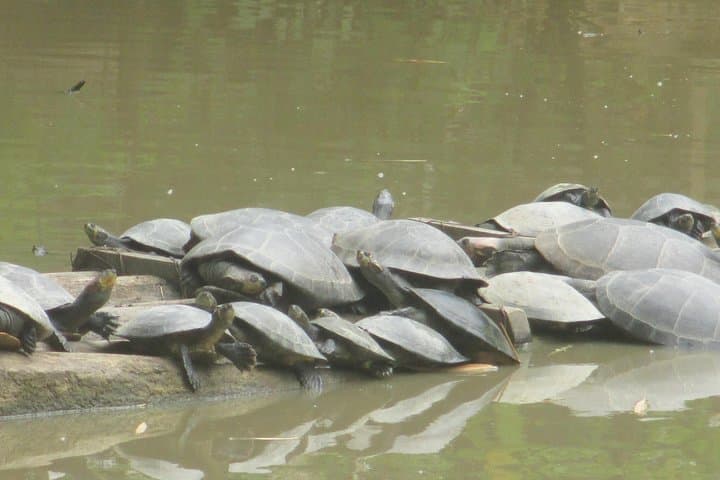 4-Day Amazon Wildlife Expedition in Pacaya-Samiria: Pink Dolphins, Night Walks & Jungle Camping photo 2