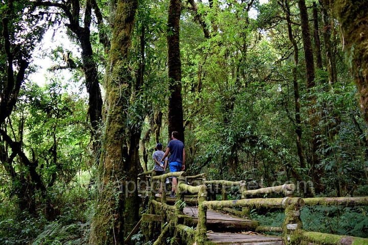 Doi Inthanon One-Day Trek: Kew Mae Pan Trail and Highest Peak Views