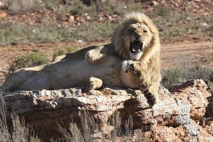 Cape Town to Aquila Big Five Safari: Full-Day Game Reserve Shore Excursion