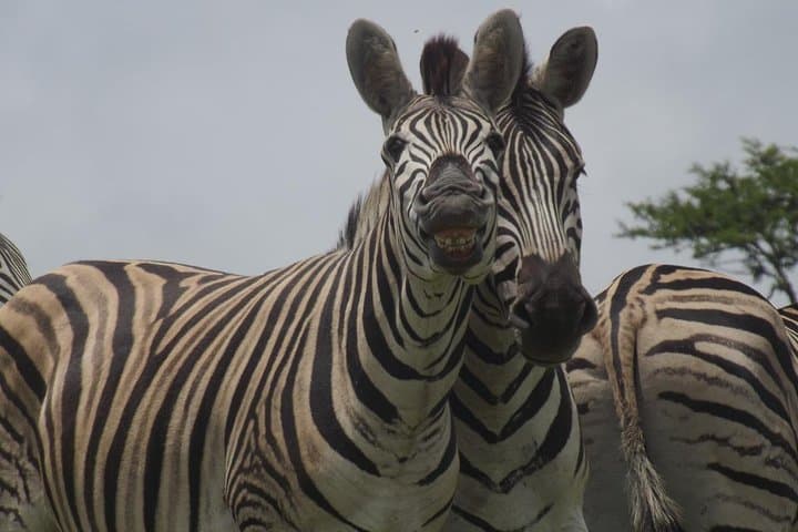 Tala Game Reserve Safari From Durban: Private Shore Excursion to See Giraffe, Eland & Hippo