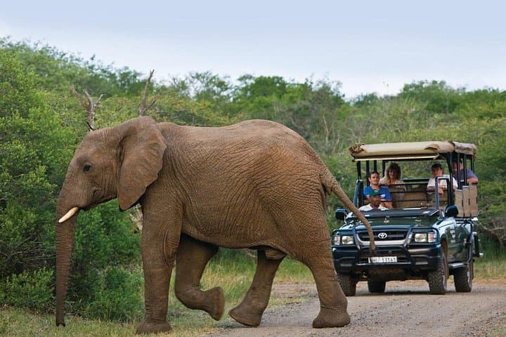 Hluhluwe Safari and DumaZulu Cultural Village: Full-Day Private Shore Excursion from Richards Bay