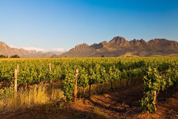 Half-Day Stellenbosch Wine Tour from Cape Town — Tasting & Town Highlights