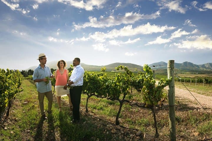 Half-Day Stellenbosch Wine Tour from Cape Town — Tasting & Town Highlights photo 2
