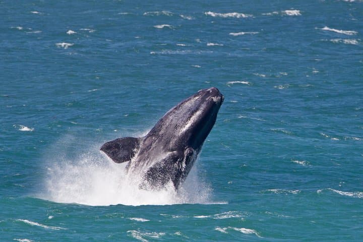 Hermanus Whale Watching Day Trip from Cape Town with Wine Tasting