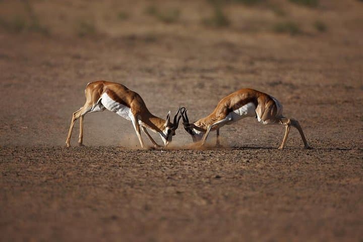 Aquila Big Five Safari from Cape Town: Full-Day Game Drive with Lunch photo 4