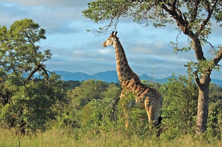 Full-Day Hluhluwe Game Reserve Safari from Durban — Big Five in Zululand photo 4