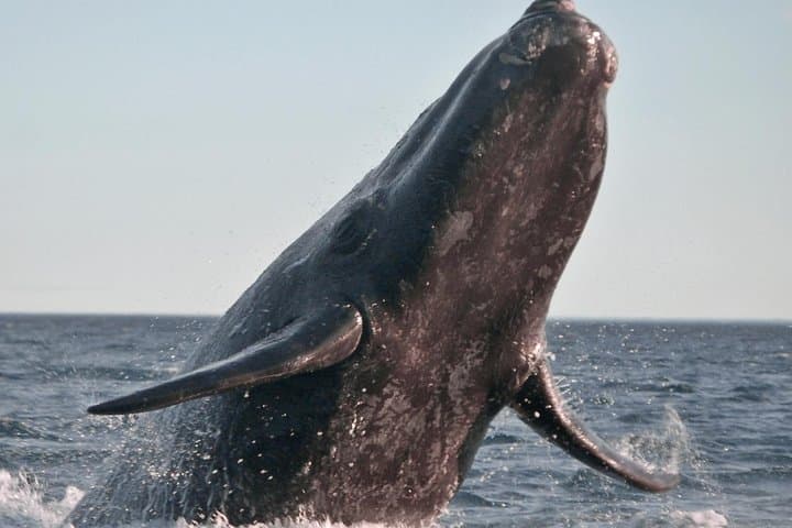 Marine Big 5 Safari From Cape Town — Great Whites, Whales & African Penguins photo 3