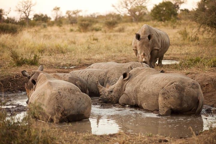 Full-Day Big Five Safari in Kruger National Park from Hazyview