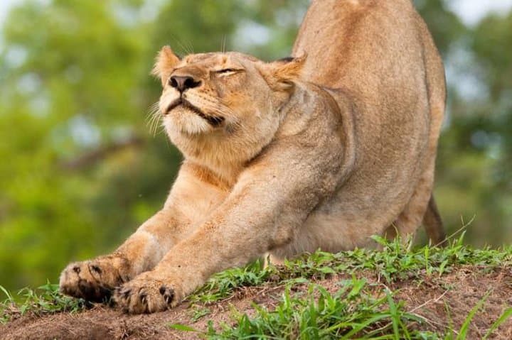 Afternoon Big Five Game Drive in Kruger National Park from Hazyview photo 3