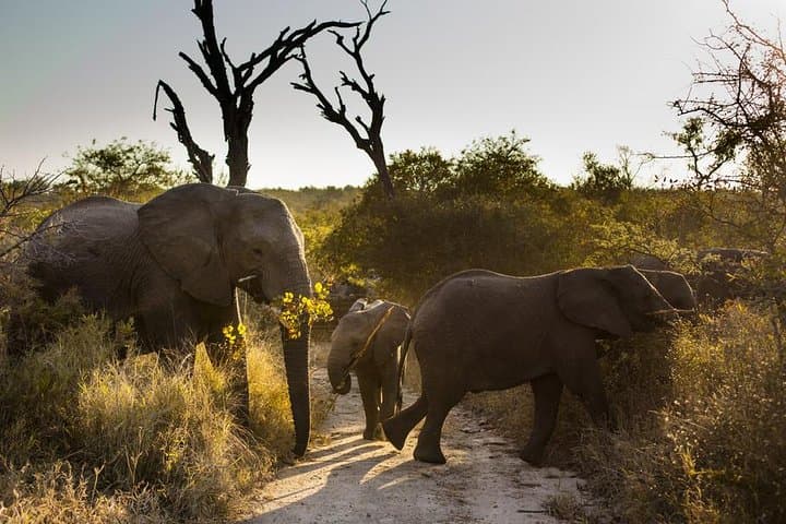 Afternoon Big Five Game Drive in Kruger National Park from Hazyview