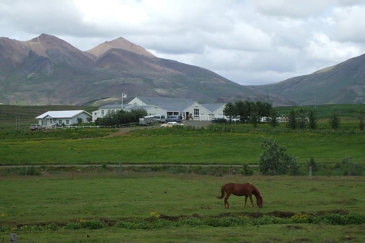 Icelandic Horse Riding Tour from Reykjavik — 3.5-Hour Trek on the Tölt-Ready Horse photo 4