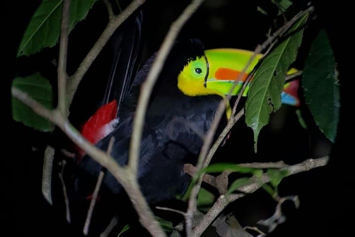 Monteverde Rain Forest Night Walk: Guided Nocturnal Wildlife Tour photo 6