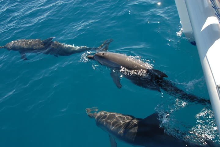 Hervey Bay Dolphin & Fraser Island Half-Day Sailing Cruise from Urangan