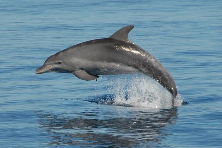 Hervey Bay Dolphin & Fraser Island Half-Day Sailing Cruise from Urangan photo 2