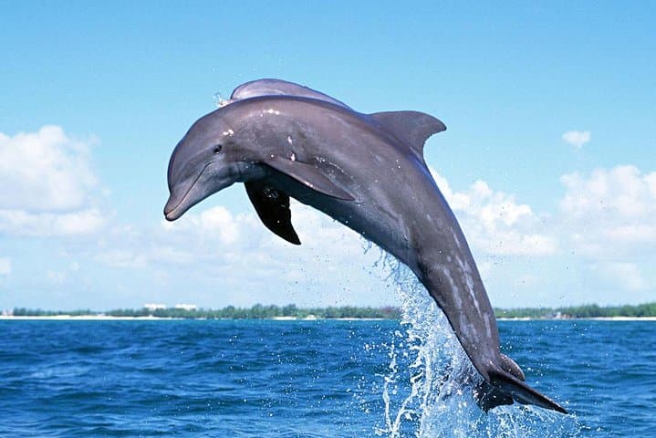 Mauritius Dolphin Watching Cruise: Swim with Dolphins & Snorkel Crystal Rock