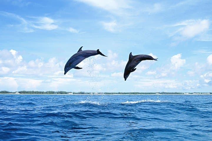 Full-Day Dolphin Swim & Casela Nature Park Tour — Rivière Noire, Mauritius photo 1