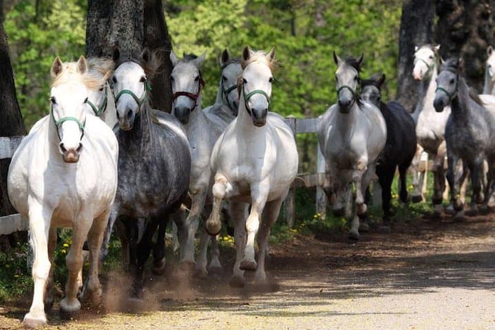 Lipica Stud Farm & Škocjan Caves Day Trip from Trieste — Lipizzans and Karst Wonders photo 4