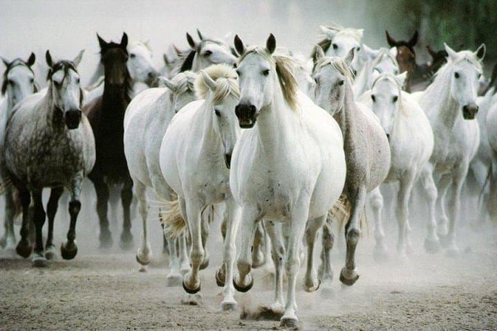 Lipica Stud Farm & Skocjan Caves: Day Trip from Piran, Portorož or Izola photo 4