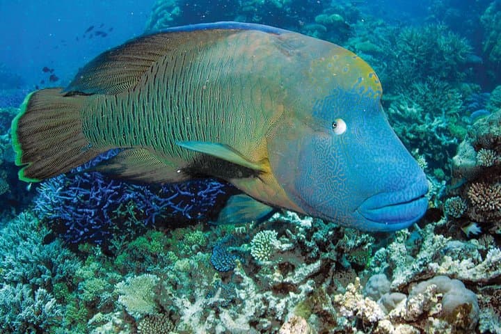 Agincourt Reef Day Cruise: Snorkel and Dive with Poseidon from Port Douglas photo 2