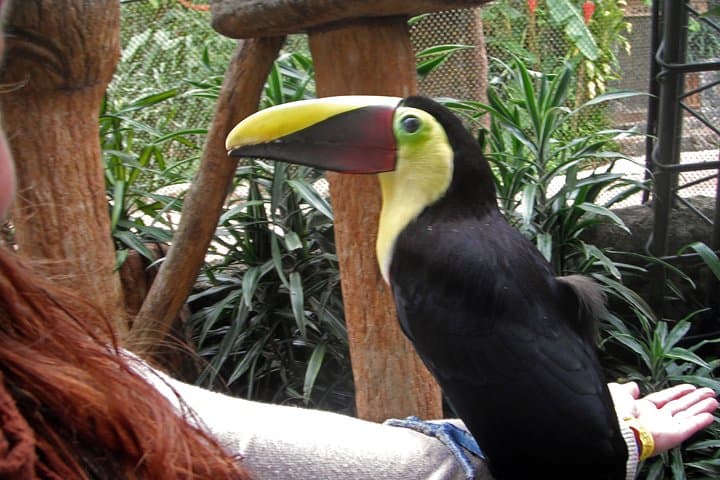 La Paz Waterfall Gardens Day Trip from San José — Waterfalls, Wildlife & Cloud-Forest Trails photo 3