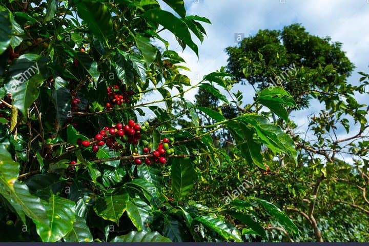 Doka Coffee Estate & La Paz Waterfall Gardens Day Trip from San José photo 2