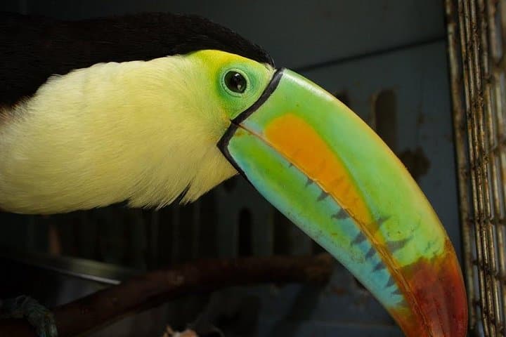 San Jose Day Trip to Sloth and Wildlife Rescue Center photo 2