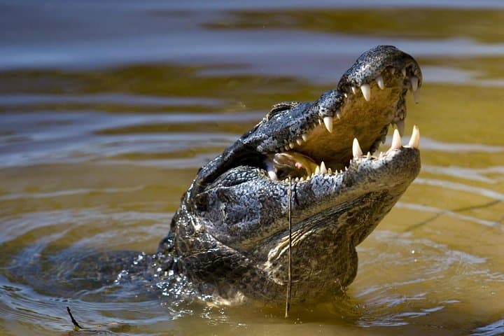 Tarcoles River Crocodile Safari and Jaco Beach Day Trip from San Jose