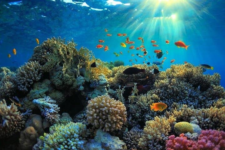Day Trip to Cahuita National Park: Caribbean Reef Walk & Wildlife from San José