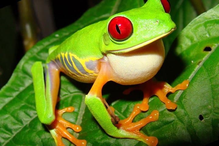 San José to Arenal: 8-Day Costa Rica Highlights & Volcano Adventure photo 2