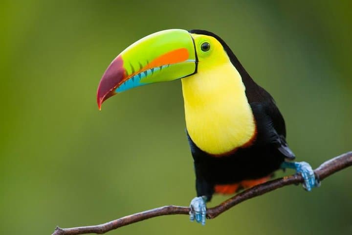 12-Day Naturally Costa Rica: Volcanoes, Rainforests & Caribbean Beaches photo 2