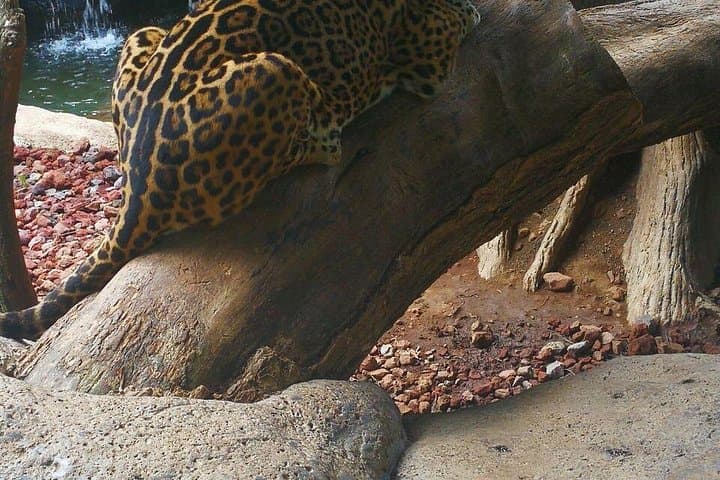 La Paz Waterfall Gardens: Waterfalls, Wildlife & Cloud Forest Day Tour from San José photo 2