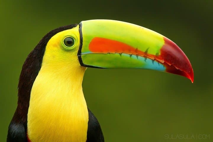 9-Day Costa Rica: Volcanoes, Cloud Forests & Pacific Beaches photo 2