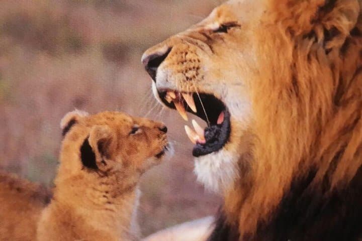 Cape2Addo Safari Adventure: 8-Day Cape Town to Addo Big 5 Tour photo 2