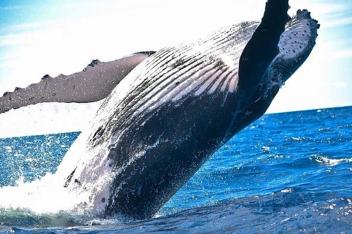 Hermanus Whales & Wine Day Trip — Southern Right Whale Watching and Hemel en Aarde Tasting photo 1