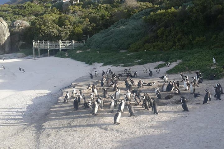Cape Peninsula Scenic Drive: Cape Point, Chapman's Peak & Boulders Beach Photo Tour