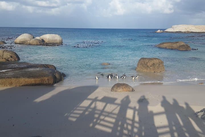 Cape Peninsula Scenic Drive: Cape Point, Chapman's Peak & Boulders Beach Photo Tour photo 2