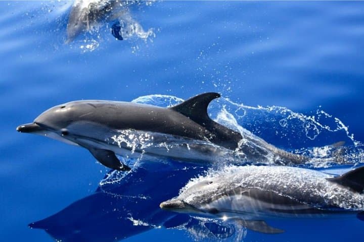 Lobos Island Dolphin Route: Half-Day Fast-Boat Excursion from Lanzarote photo 3