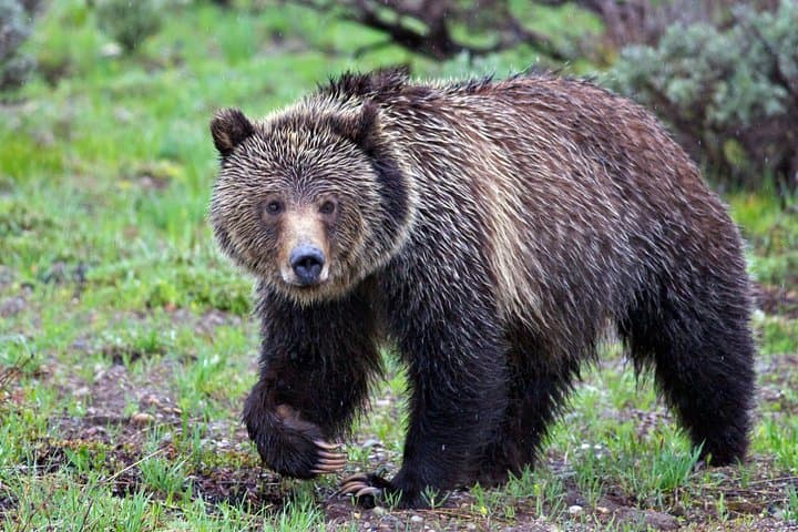 Sunrise Wildlife Safari in Grand Teton National Park — Half-Day Tour from Jackson