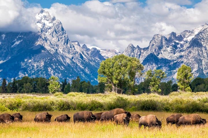 Sunrise Wildlife Safari in Grand Teton National Park — Half-Day Tour from Jackson photo 2