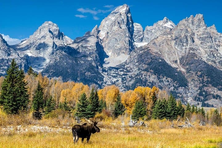 Half-Day Sunset Wildlife Safari in Grand Teton National Park photo 1