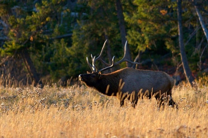 Half-Day Sunset Wildlife Safari in Grand Teton National Park photo 2