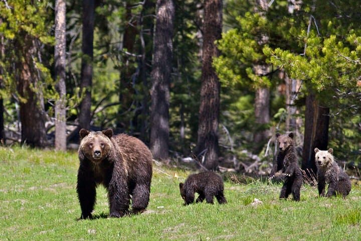 Private Sunset Wildlife Safari — Grand Teton at Golden Hour (Jackson Hole) photo 3