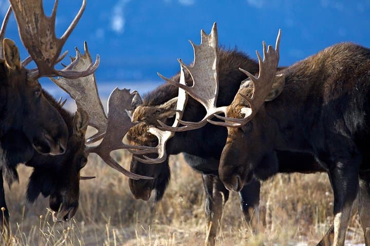 Private Sunset Wildlife Safari — Grand Teton at Golden Hour (Jackson Hole)