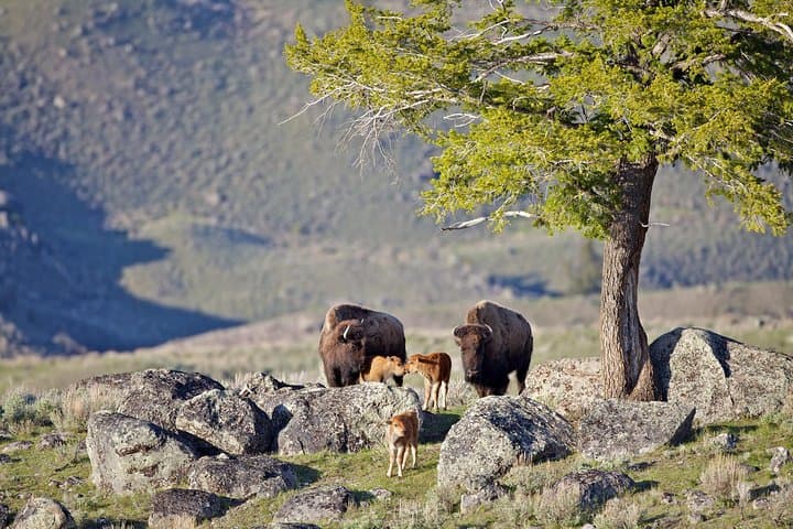 Yellowstone Private Tour — Full-Day Lower Loop: Old Faithful, Grand Prismatic & Wildlife photo 2