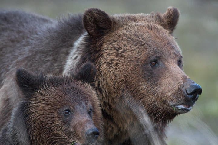 Yellowstone Private Tour — Full-Day Lower Loop: Old Faithful, Grand Prismatic & Wildlife photo 4
