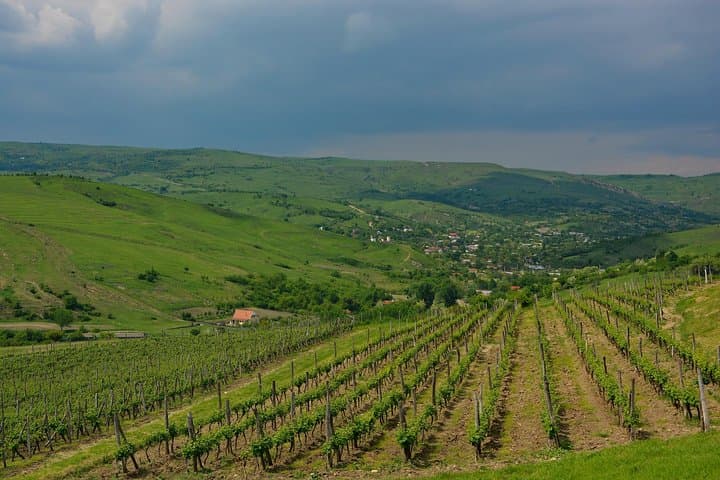Bike and Wine Tour in Dealu Mare Wineland — Cycle Romania's Historic Vineyards photo 6